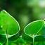 Green leaf trophy for sustainability